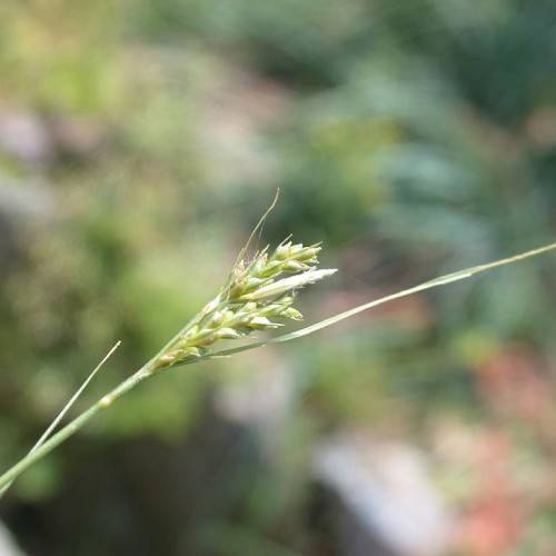 light-green spikelets with foliage