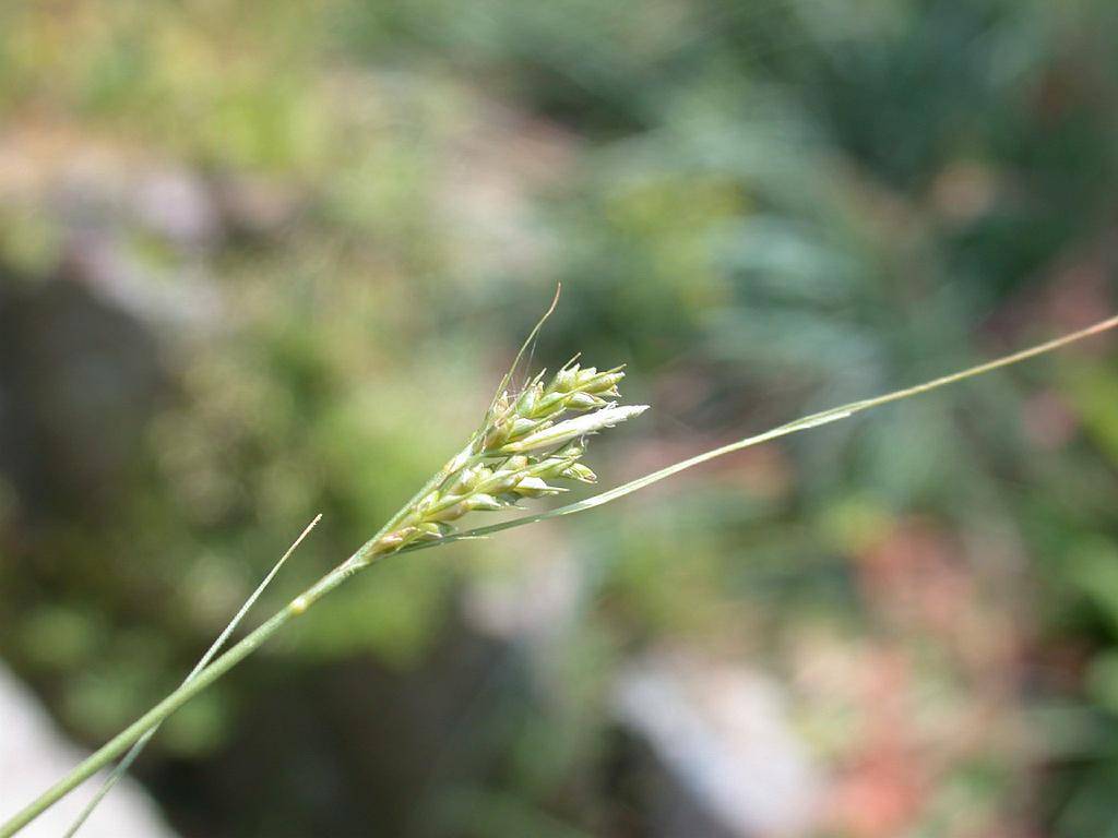 light-green spikelets with foliage
