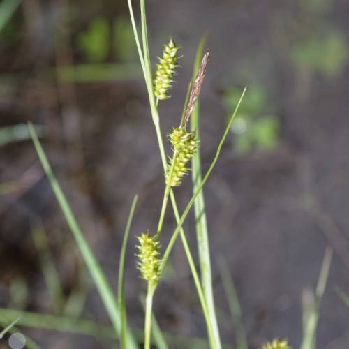 lime-brown spikelets with lime foliage