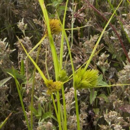 lime-brown flowers with lime foliage and stems