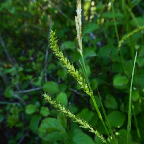 lime-green spikelets with green foliage