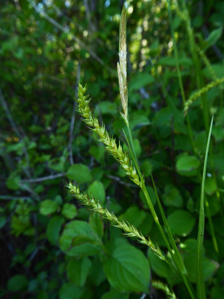 lime-green spikelets with green foliage