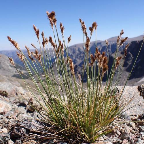 brown spikelets with yellow-green foliage and stems