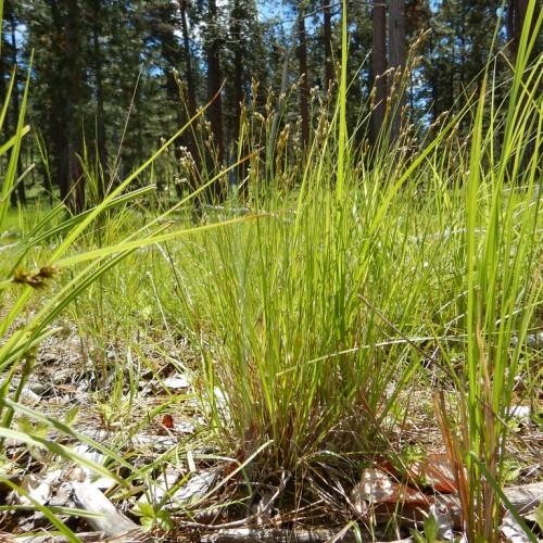 lime-brown spikelets with lime foliage and stems