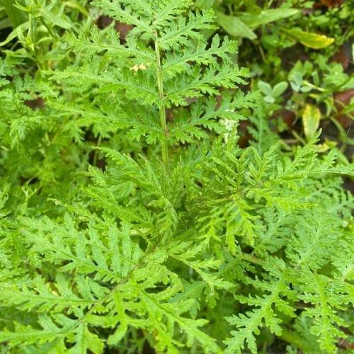 lush-green leaves and stems