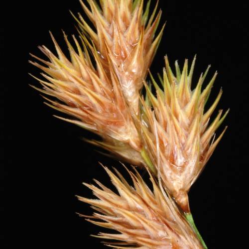 orange-brown spikelets with green foliage