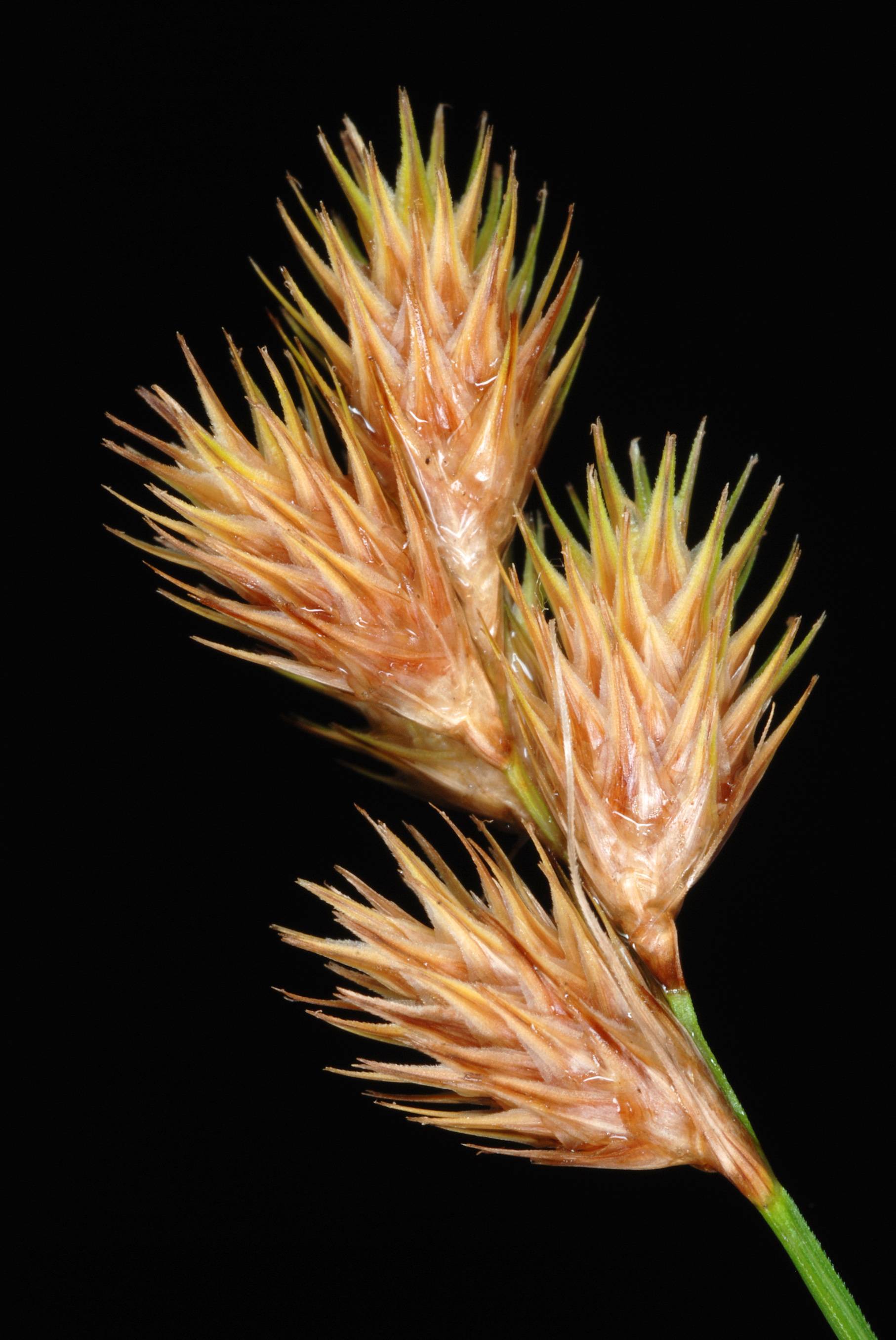 orange-brown spikelets with green foliage
