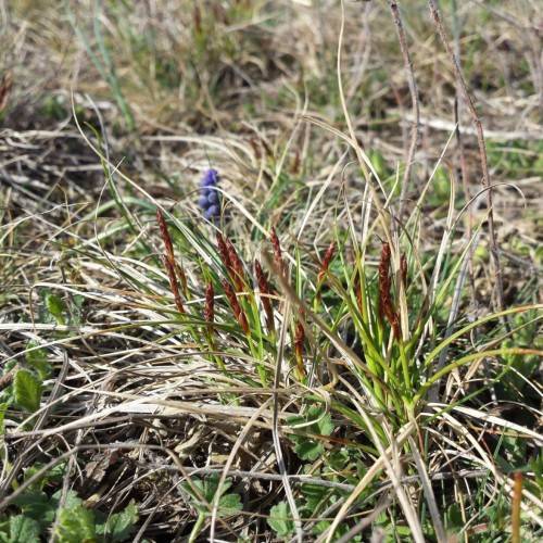 burgundy spikelets with lime-beige foliage