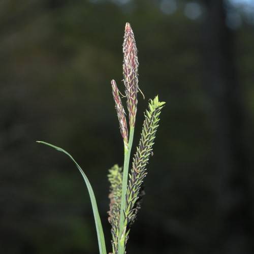 green-brown spikelets with green stem and leaves
