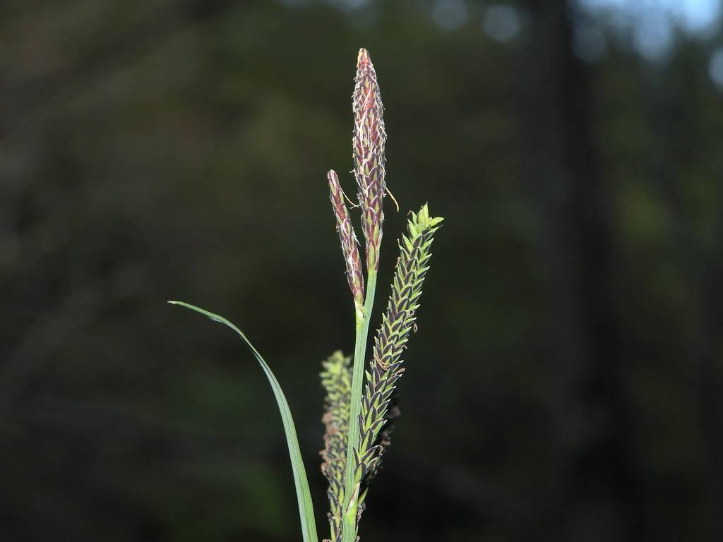 green-brown spikelets with green stem and leaves