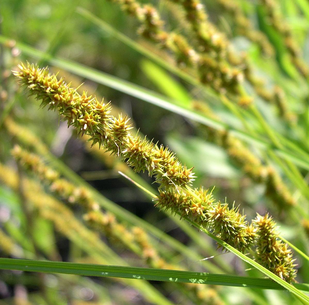 lime-gold spikelets with green foliage