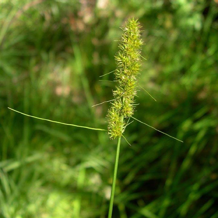lime spikelets with green foliage