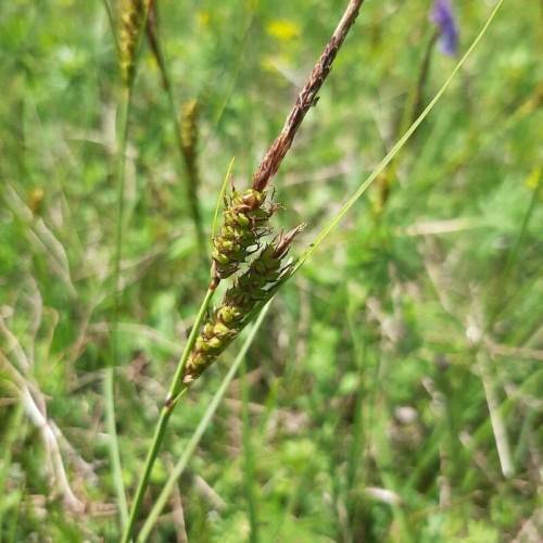 lime-brown spikelets with green foliage