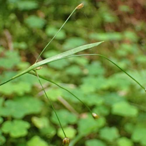 white-brown flowers with green leaves and stems