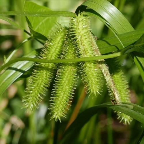 lime spikelets with green-lime foliage and stems
