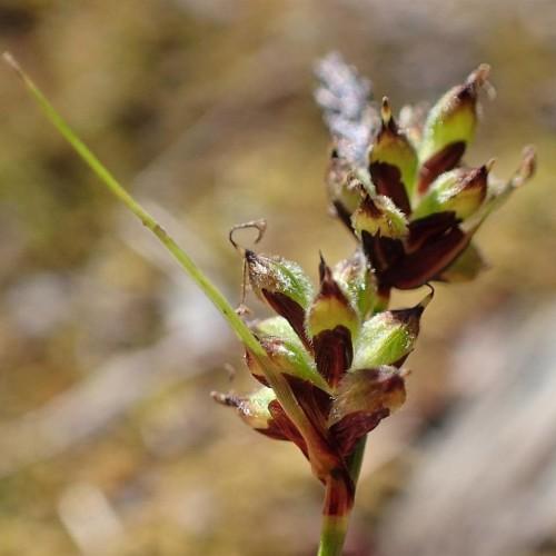 lime-brown spikelets with lime foliage