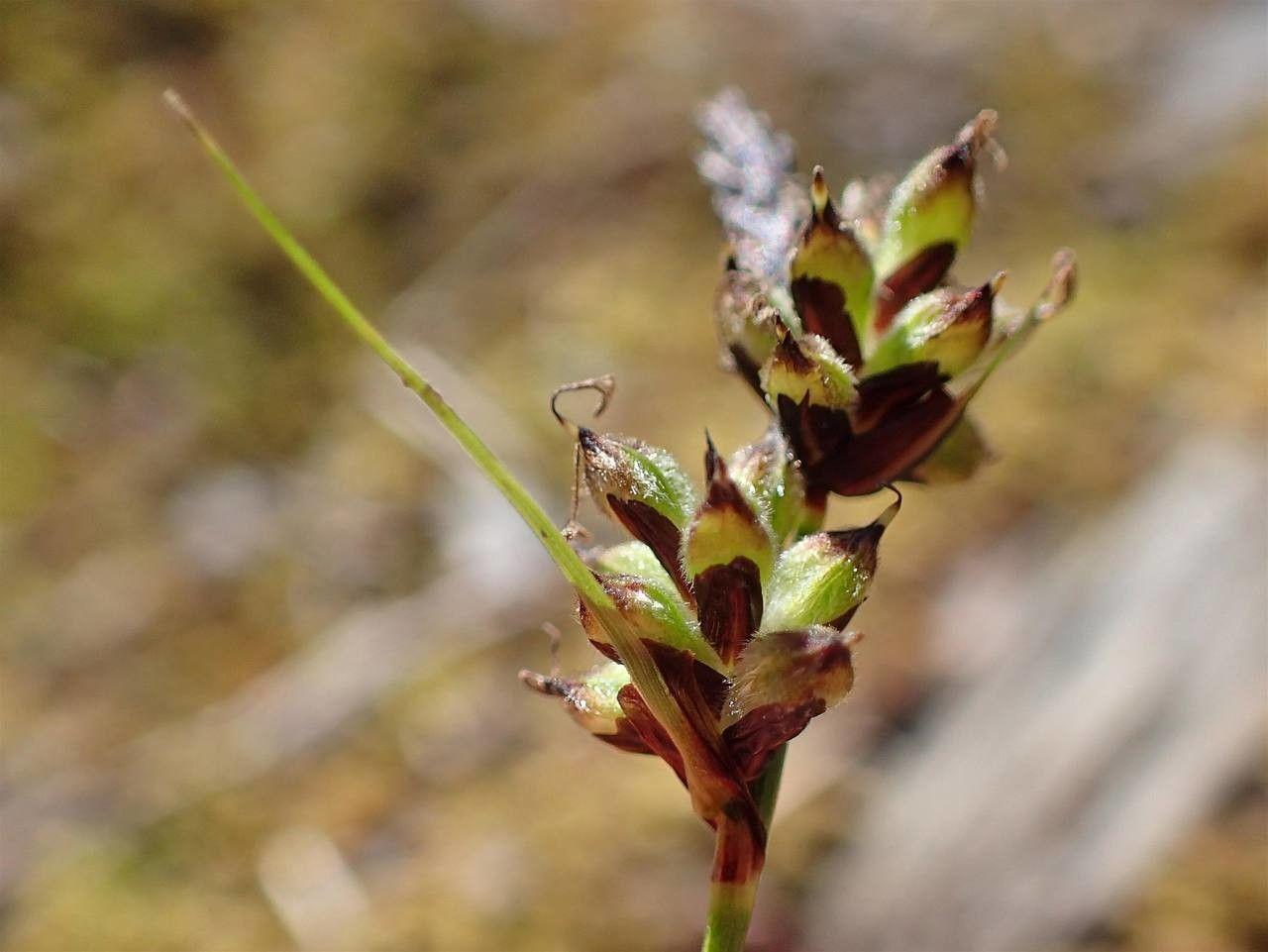 lime-brown spikelets with lime foliage