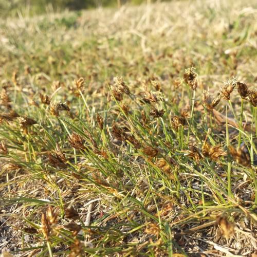 brown-beige spikelets with lime-brown foliage and stems