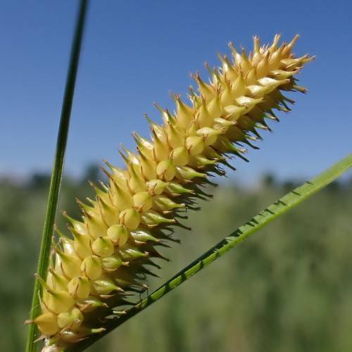 yellow-lime spikelets with green stem and leaves