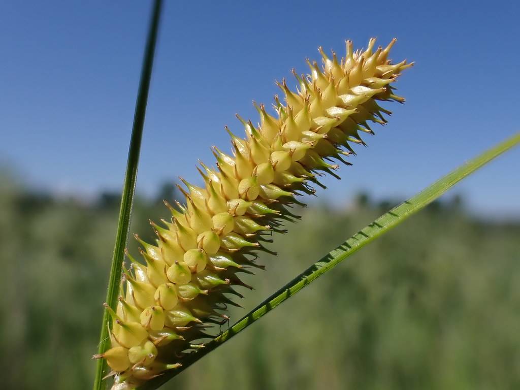 yellow-lime spikelets with green stem and leaves