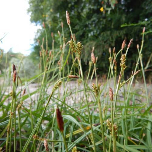 brown-green spikelets with yellow-green leaves and stems