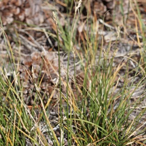 white spikelets with beige-green foliage