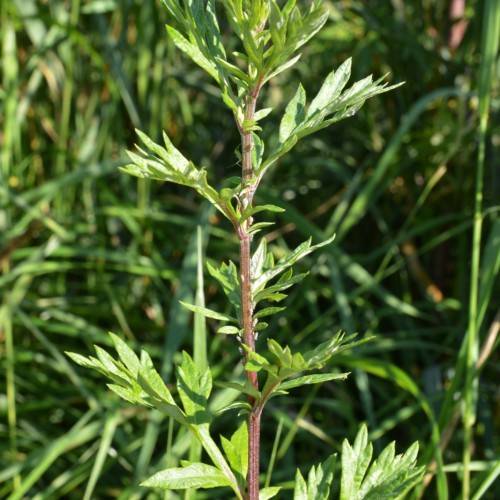 green leaves on brown stems