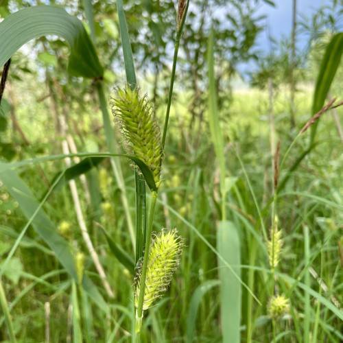 lime spikelets with green leaves and stems