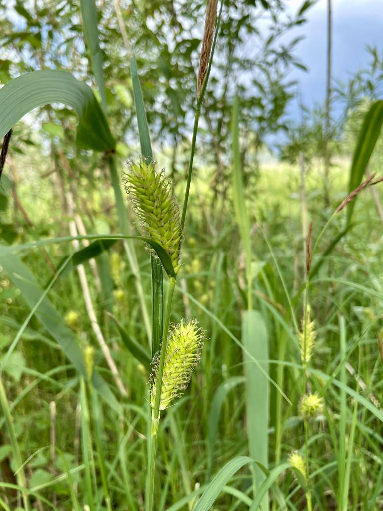 lime spikelets with green leaves and stems