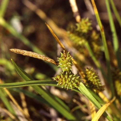lime-brown spikelets with yellow-green foliage and stems