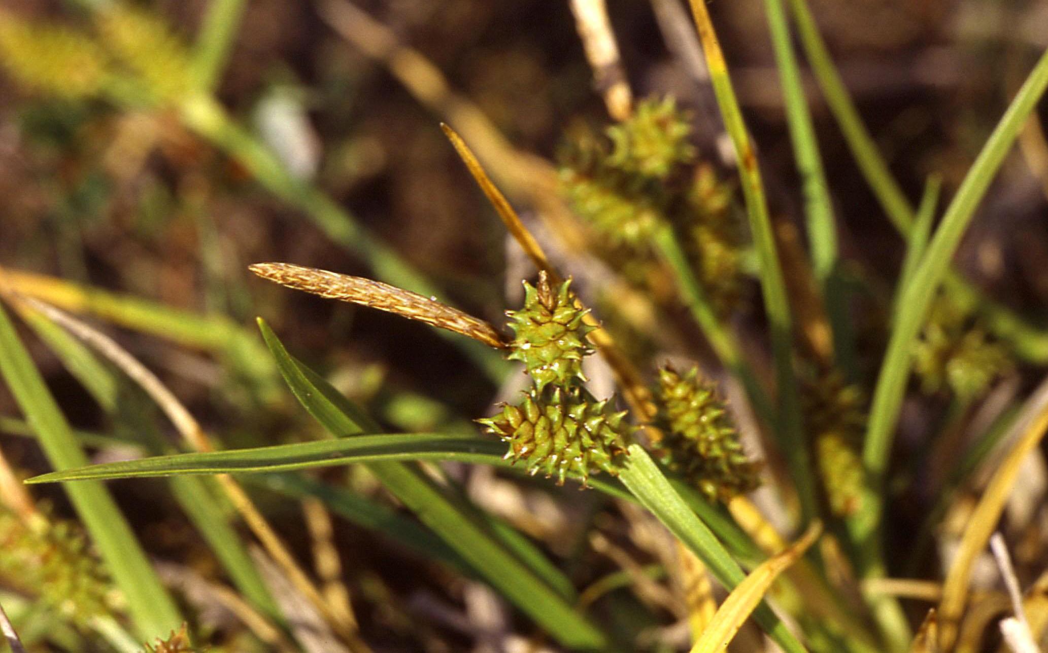 lime-brown spikelets with yellow-green foliage and stems