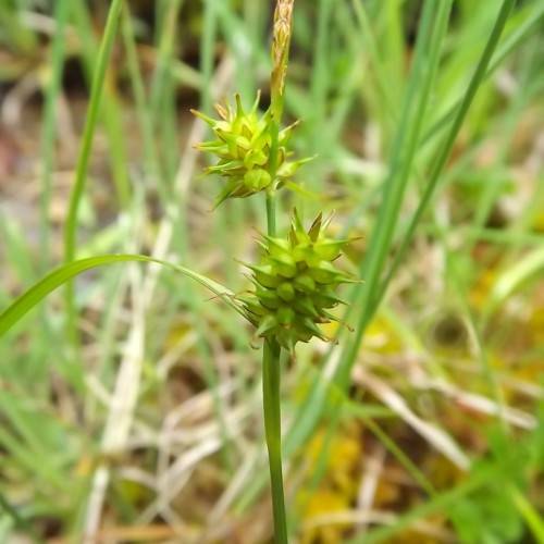 lime-brown spikelets with lime foliage