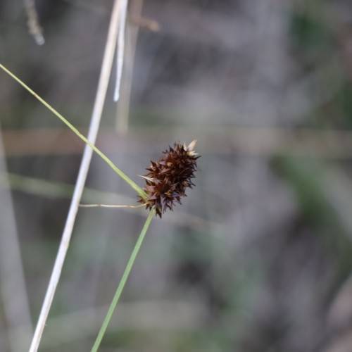 brown spikelets with green foliage