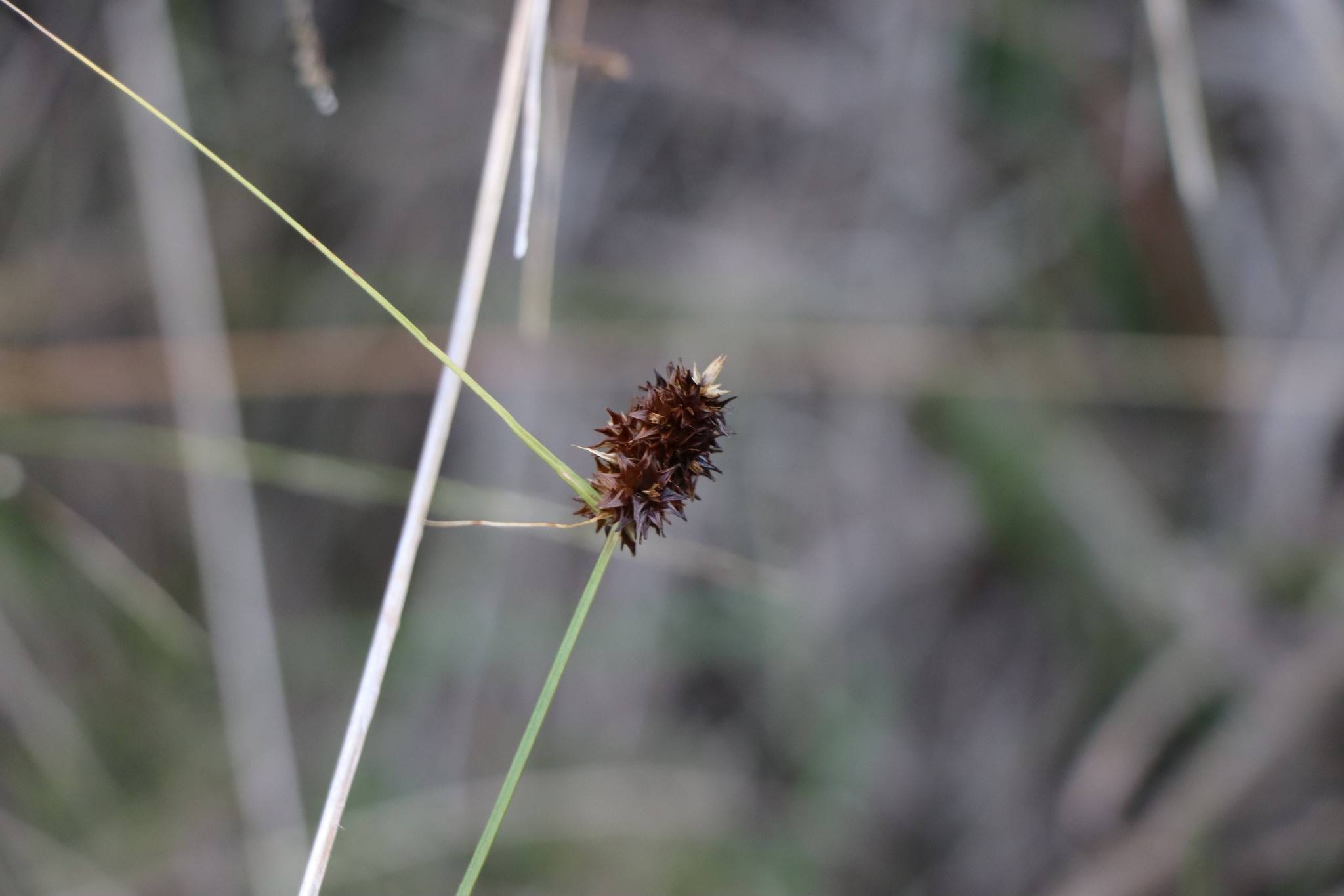 brown spikelets with green foliage