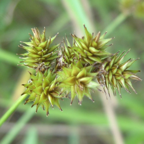 Lime-green-brown spikelet and green stem.