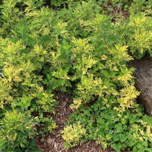 yellow-green leaves and stems