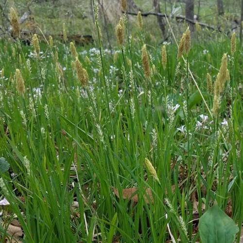 yellow-brown spikelets with green foliage