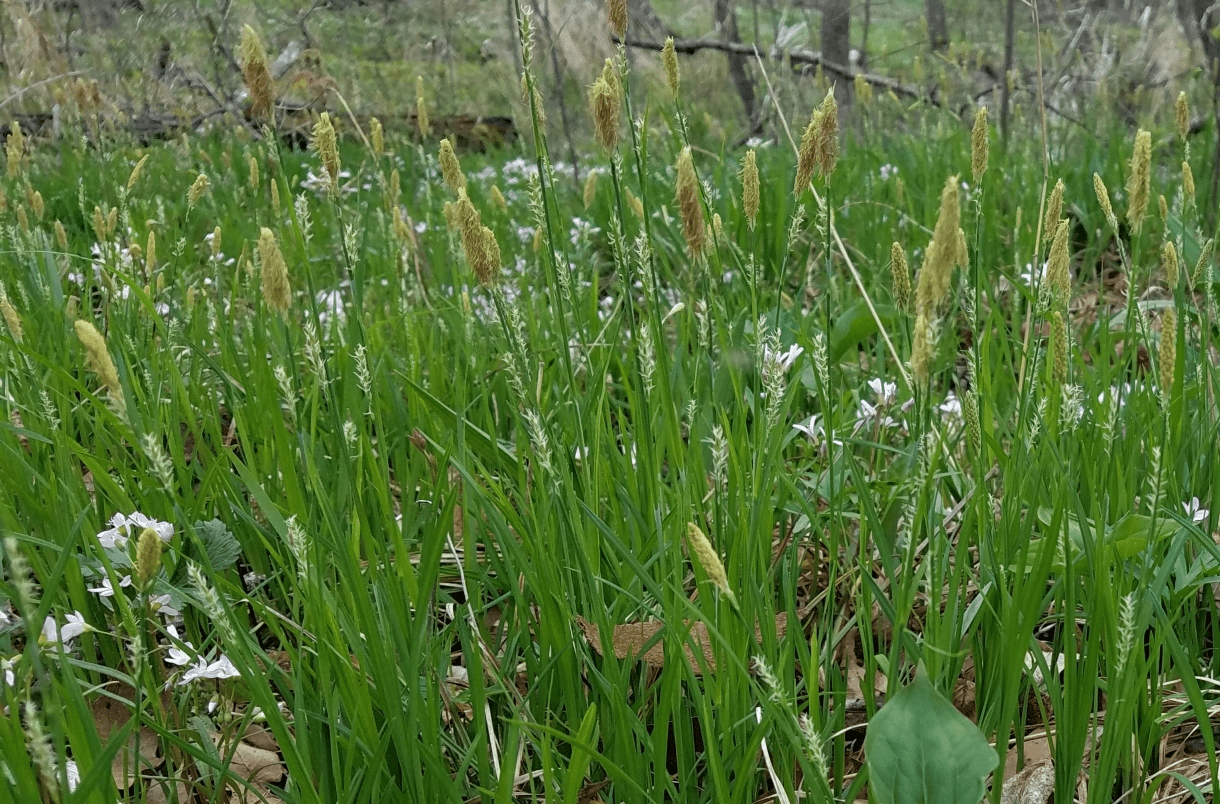 yellow-brown spikelets with green foliage