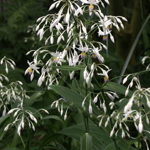 white flowers with yellow-purple stamens, white buds, dark-green leaves and stems