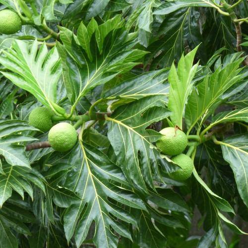 Green spiky fruit with green leaves with yellow-green midrib with yellow vein.