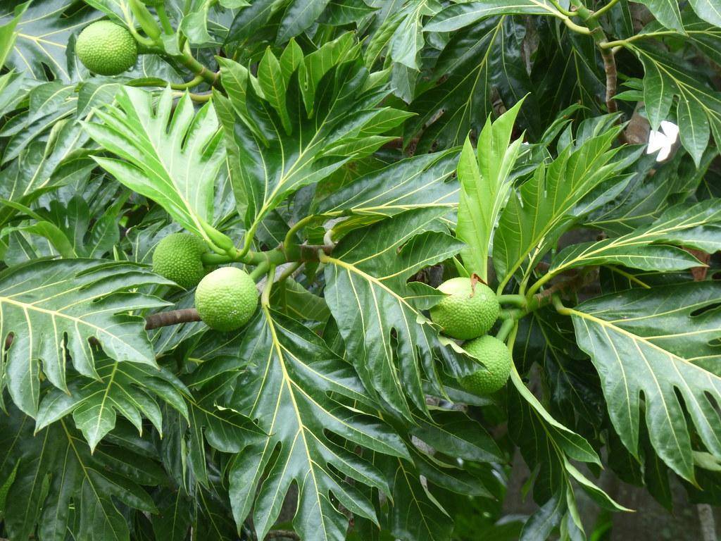 Green spiky fruit with green leaves with yellow-green midrib with yellow vein.