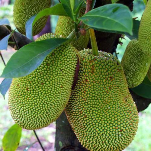Green-yellow spiky fruit with a green leaves on brown-yellow-green stalk with brown trunk.