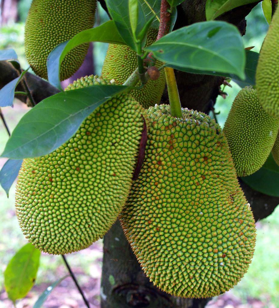 Green-yellow spiky fruit with a green leaves on brown-yellow-green stalk with brown trunk.
