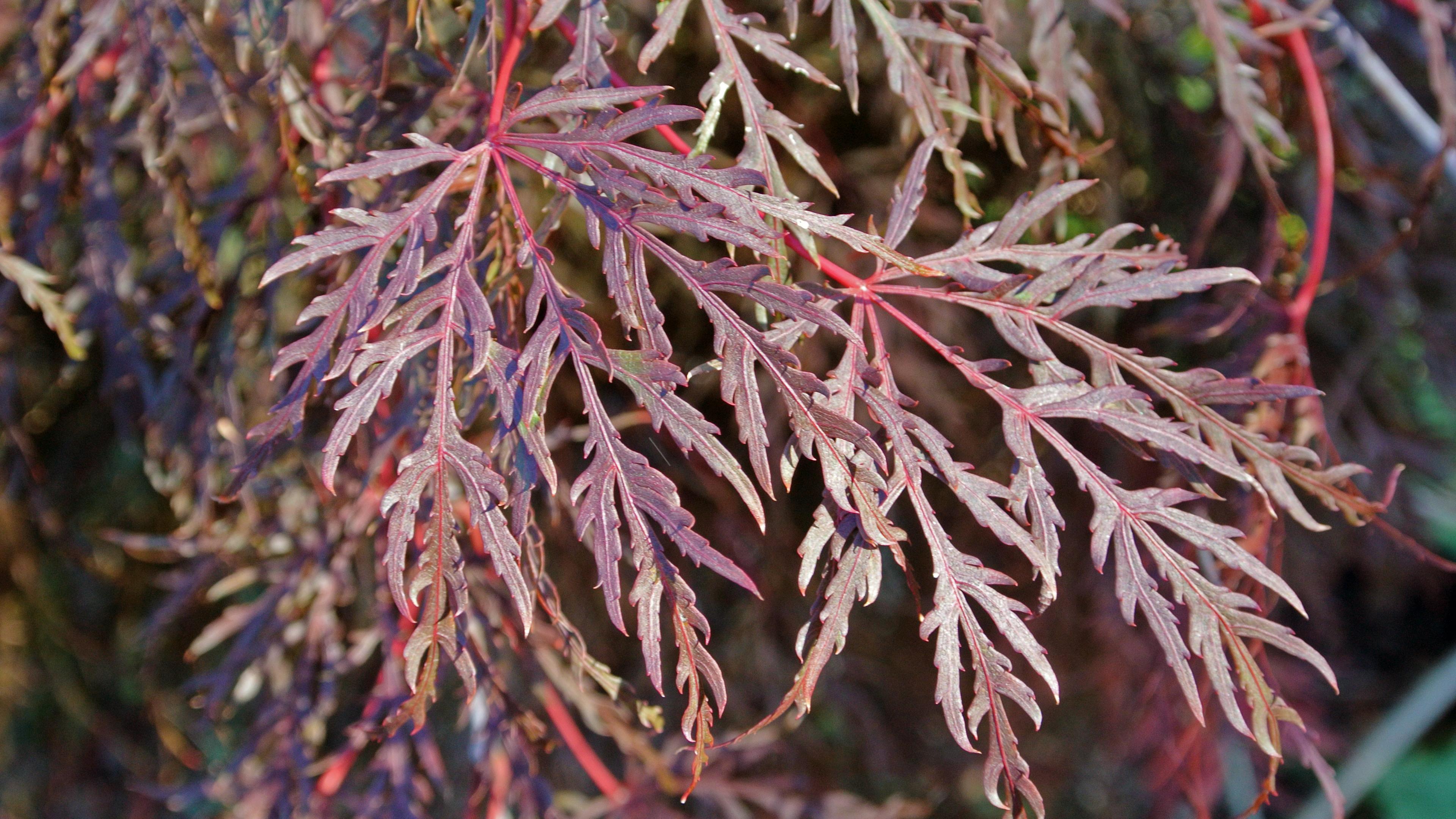 burgundy-pink leaves with dark-pink stems