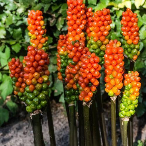 Clusters of bright red-orange-green seeds emerged from the green stem.