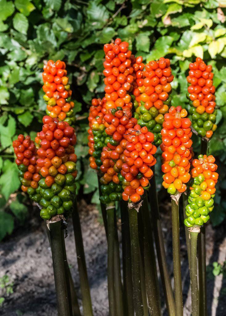 Clusters of bright red-orange-green seeds emerged from the green stem.
