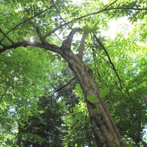 green leaves on brown branches and trunk