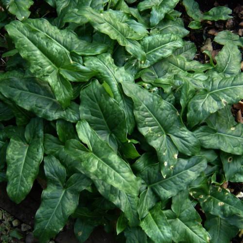 green foliage