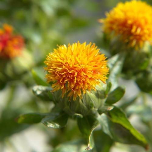 yellow-orange flowers with green leaves