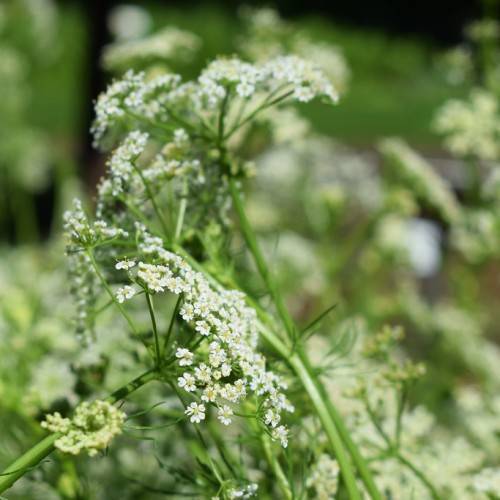 white flowers with yellow center and light-green leaves and stems